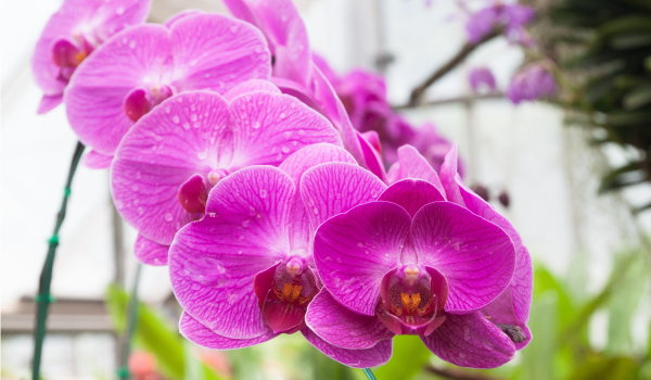 orquídea antúrios favorita